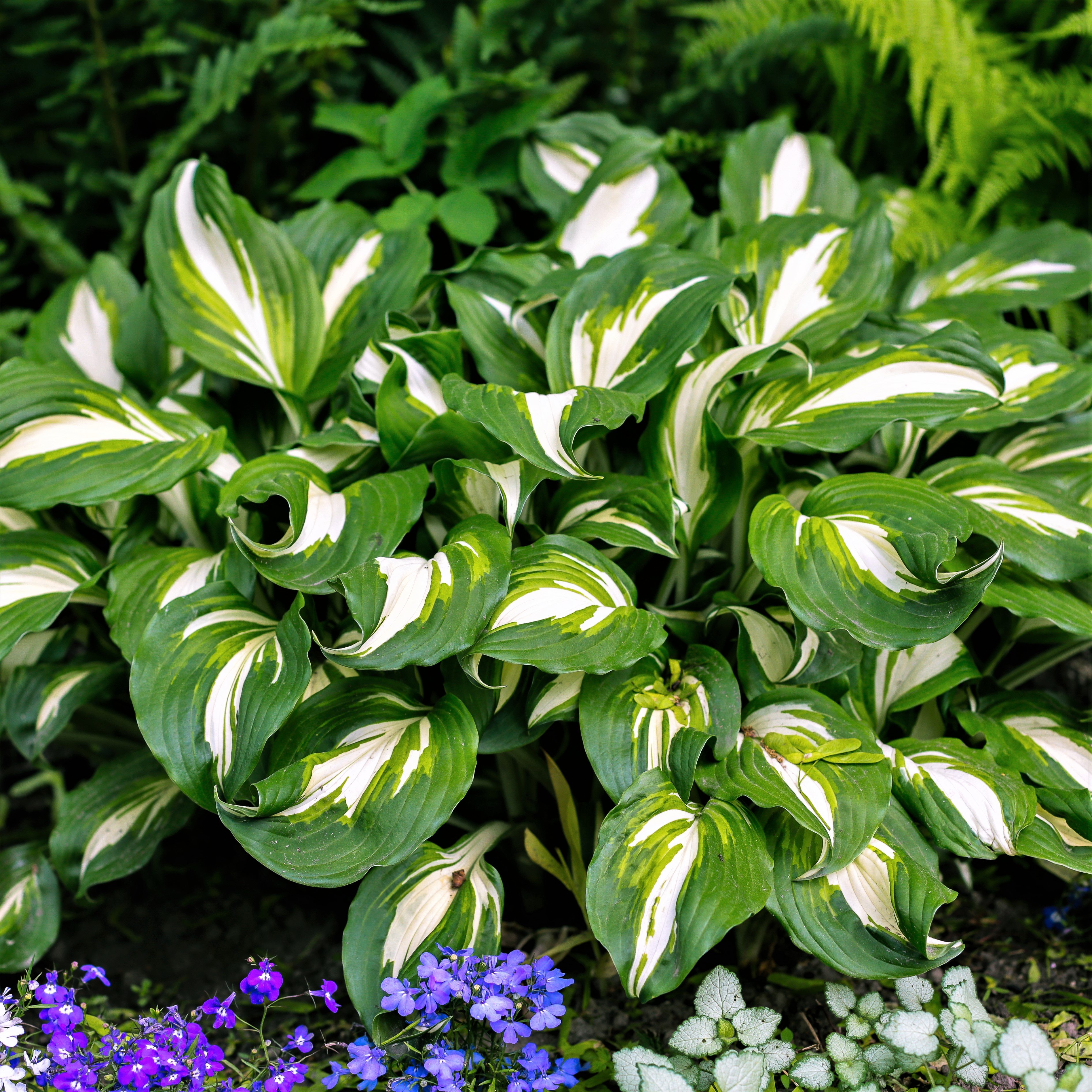Hosta undulata var. mediovariegata